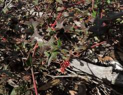 Image of Brisbane Ranges Grevillea