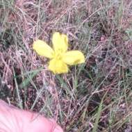 Oenothera linifolia Nutt.的圖片