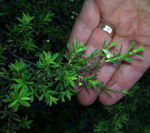 Plancia ëd Kunzea robusta de Lange & Toelken