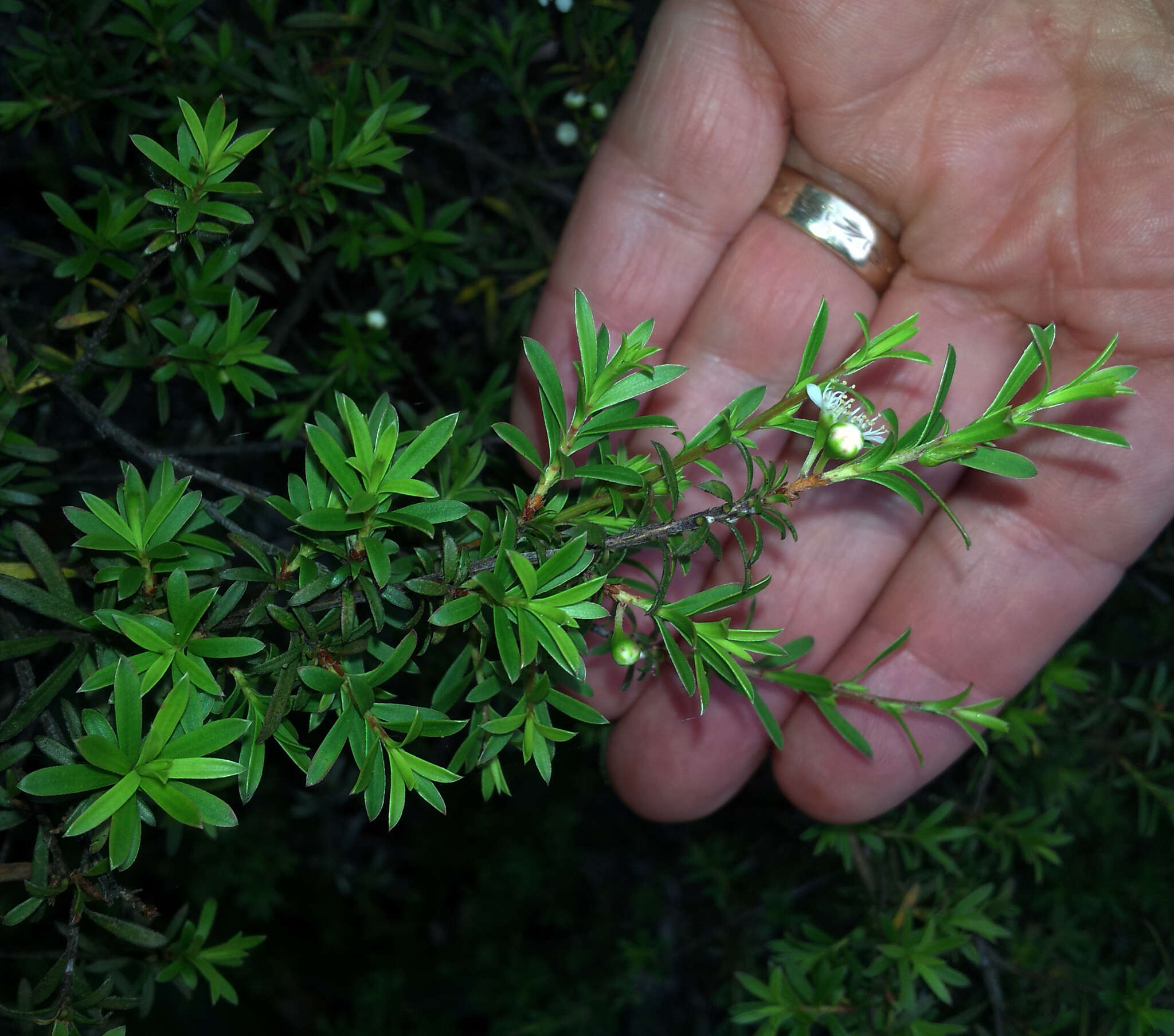 Plancia ëd Kunzea robusta de Lange & Toelken