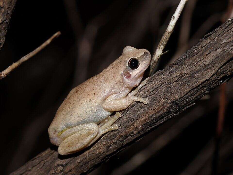 Image of Desert Tree Frog