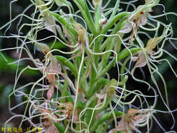 Habenaria pantlingiana Kraenzl. resmi