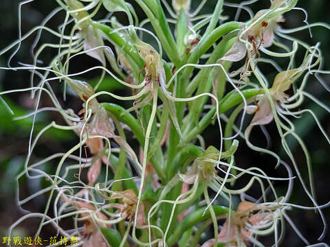 صورة Habenaria pantlingiana Kraenzl.