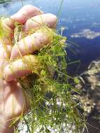 Image of Translucent Stonewort