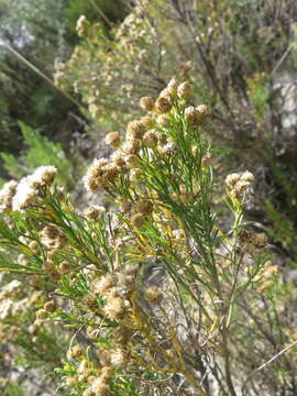 Imagem de Baccharis bolivensis (Wedd.) Cabrera