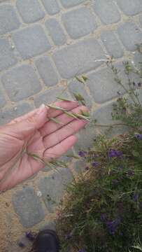 صورة Avena sterilis subsp. ludoviciana (Durieu) Gillet & Magne