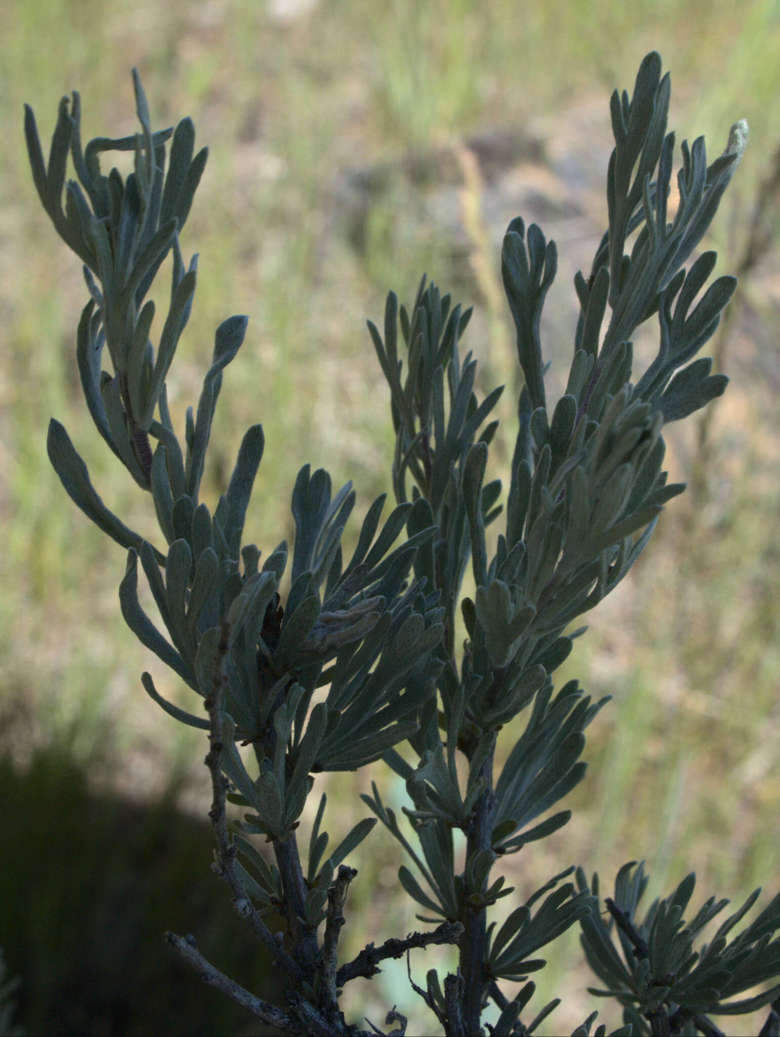 Sivun Artemisia rigida (Nutt.) A. Gray kuva