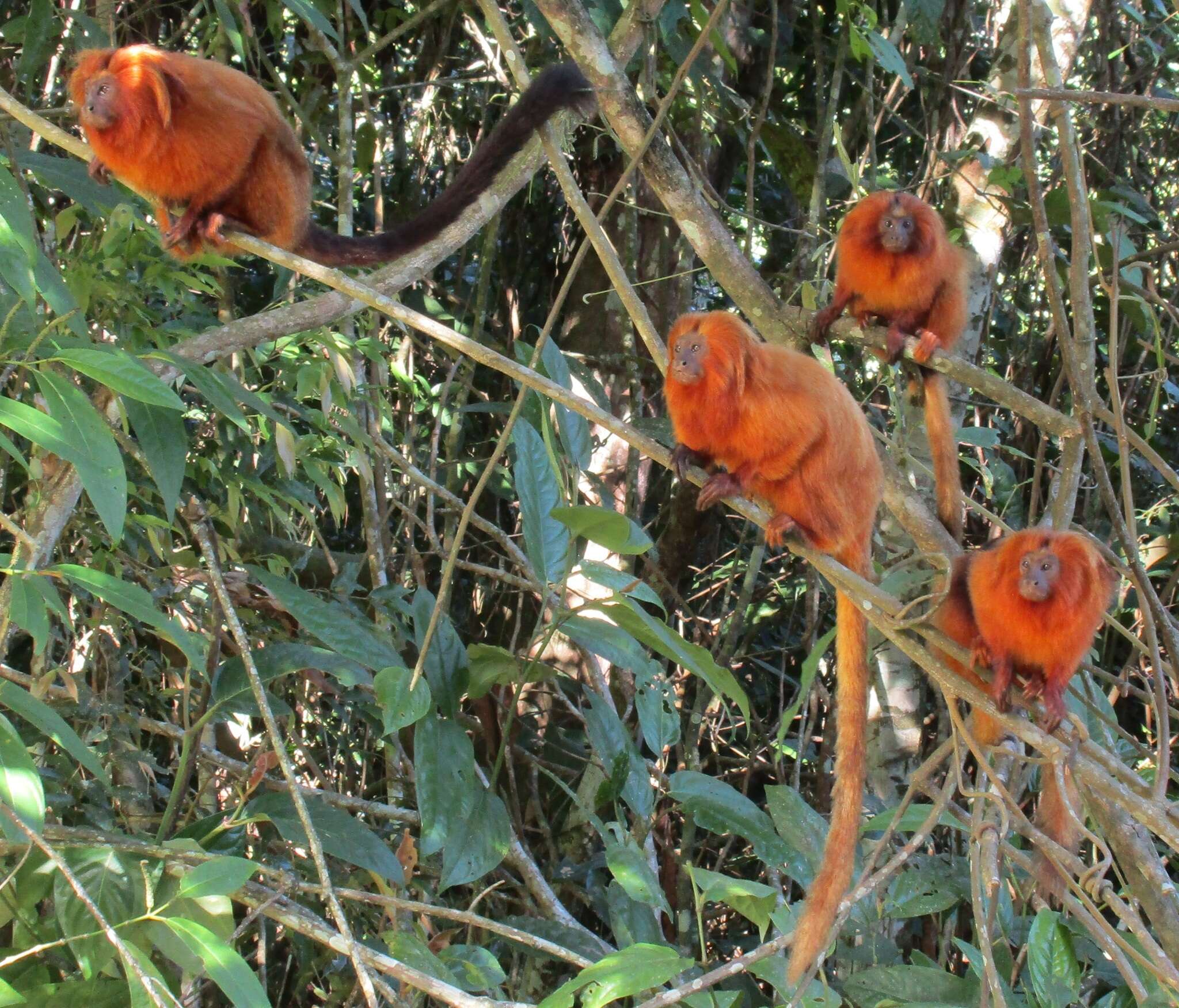 Image of Golden Lion Tamarin