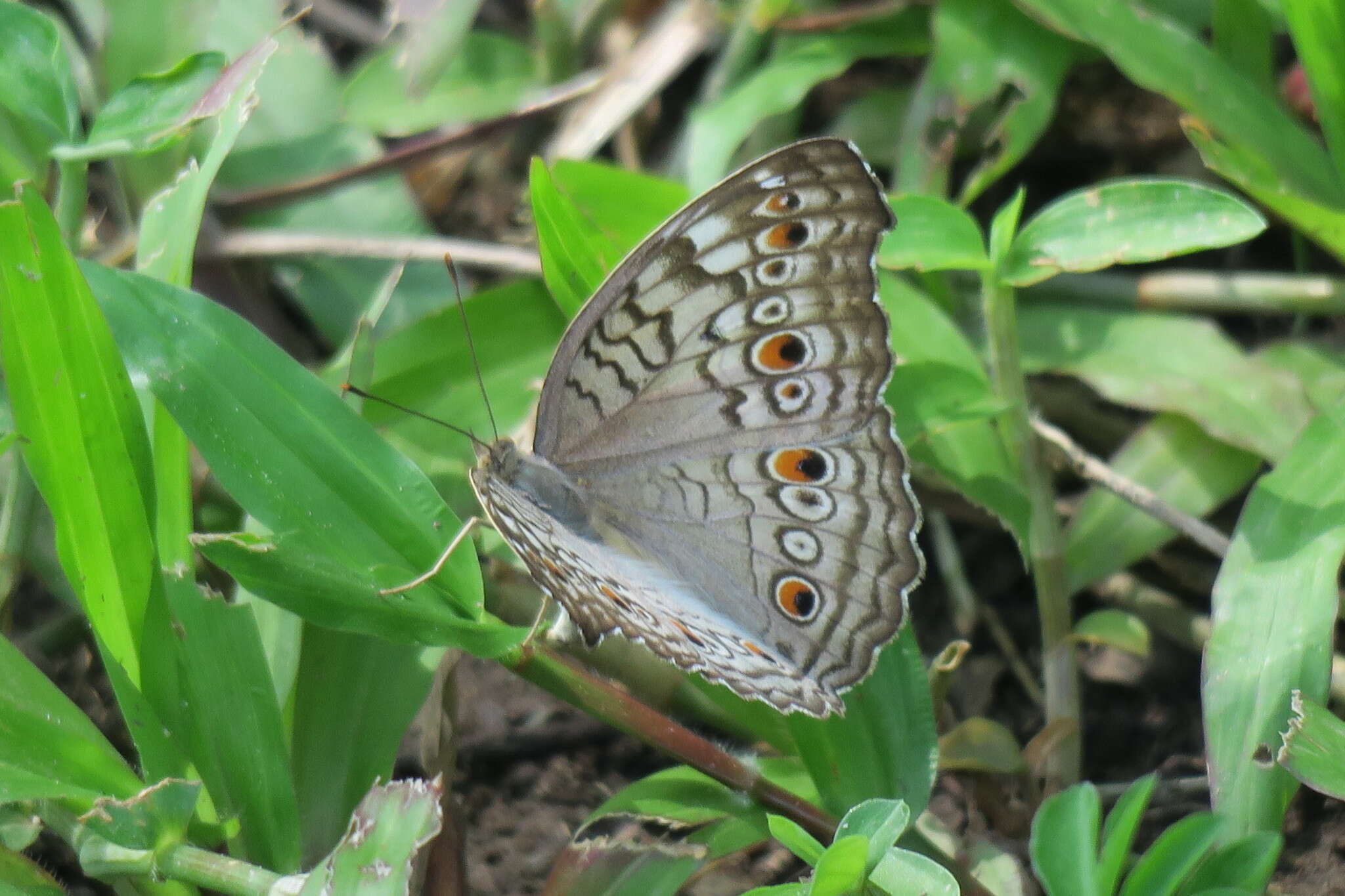 Image of Grey Pansy Butterfly