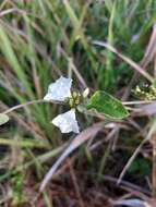 Слика од Jacquemontia nodiflora (Desr.) G. Don