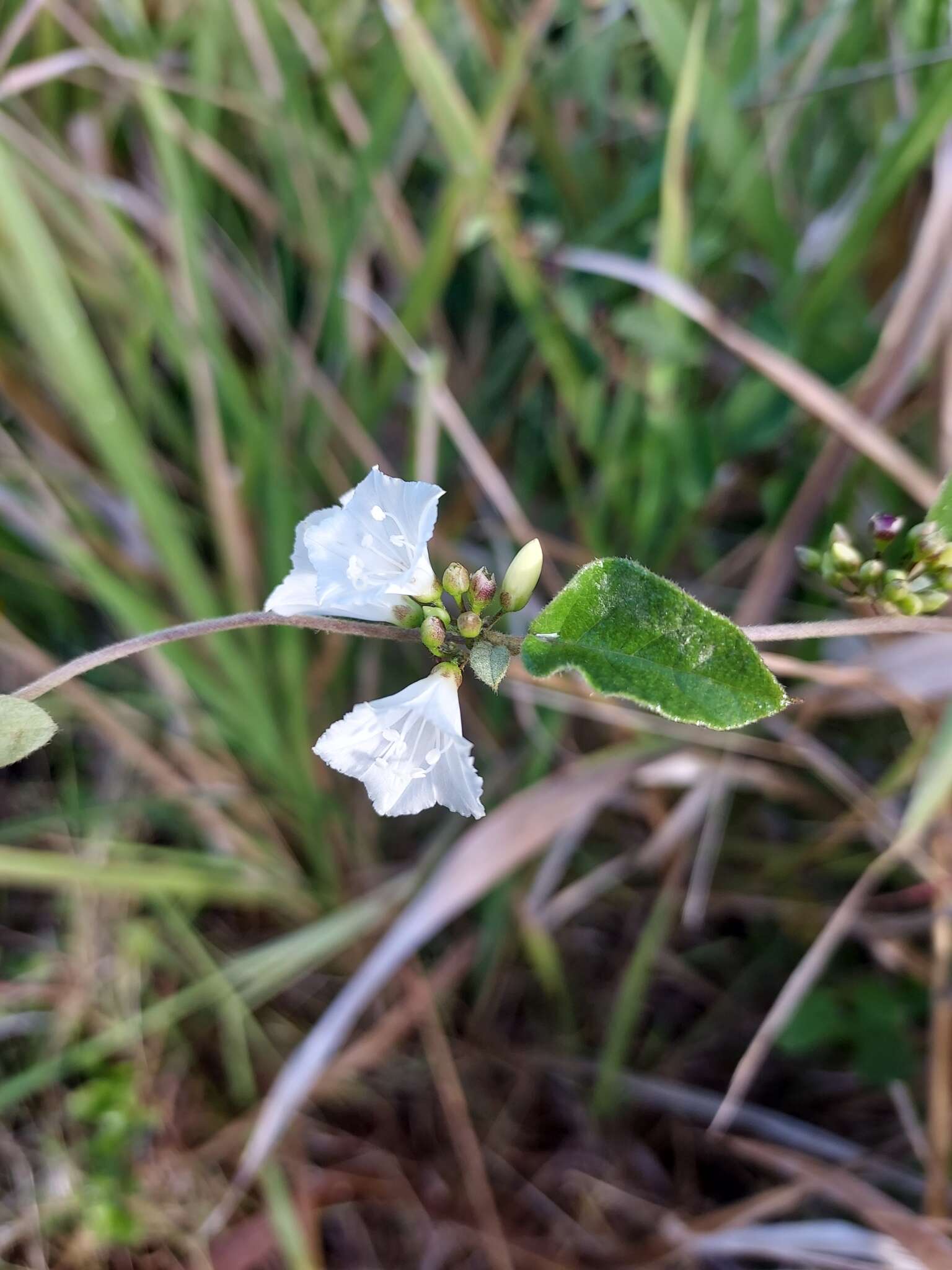 Слика од Jacquemontia nodiflora (Desr.) G. Don