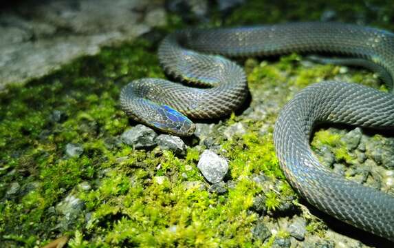 صورة Achalinus spinalis Peters 1869