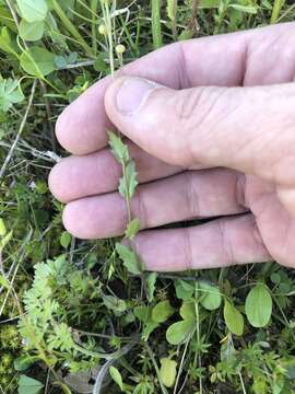 Image of Lyrate bladderpod