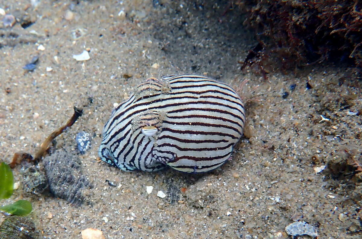 Image of Striped Pyjama Squid