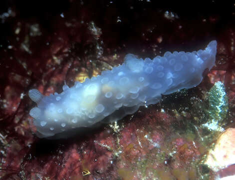 Image of Gymnodoris tuberculosa Knutson & Gosliner 2014