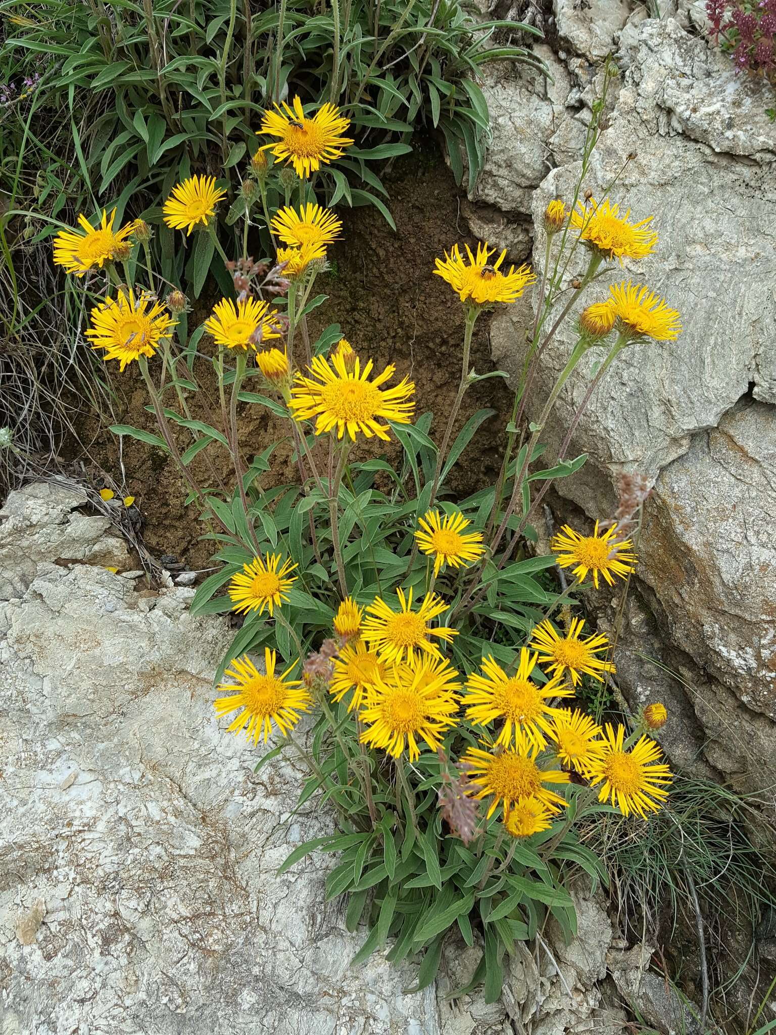 Image of Pentanema montanum (L.) D. Gut. Larr., Santos-Vicente, Anderb., E. Rico & M. M. Mart. Ort.