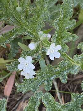 Image of whiteflower navelwort