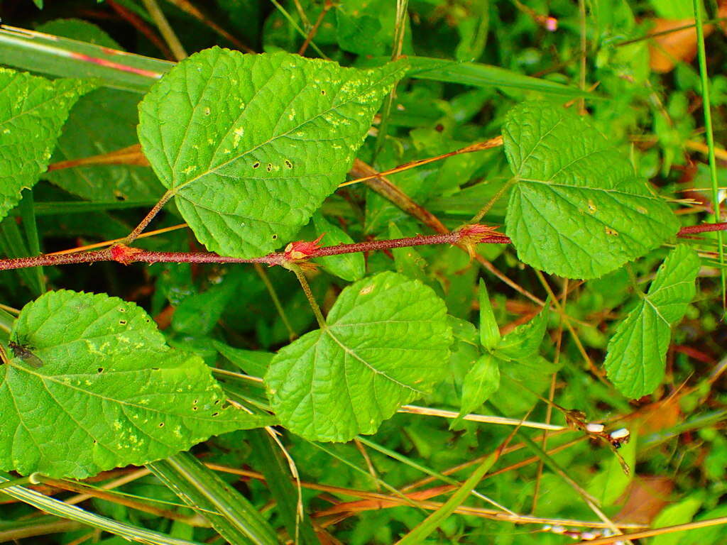 Image of Rubus lambertianus var. glandulosus Cardot