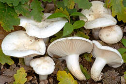 Plancia ëd Hygrophorus penarioides Jacobsson & E. Larss. 2007