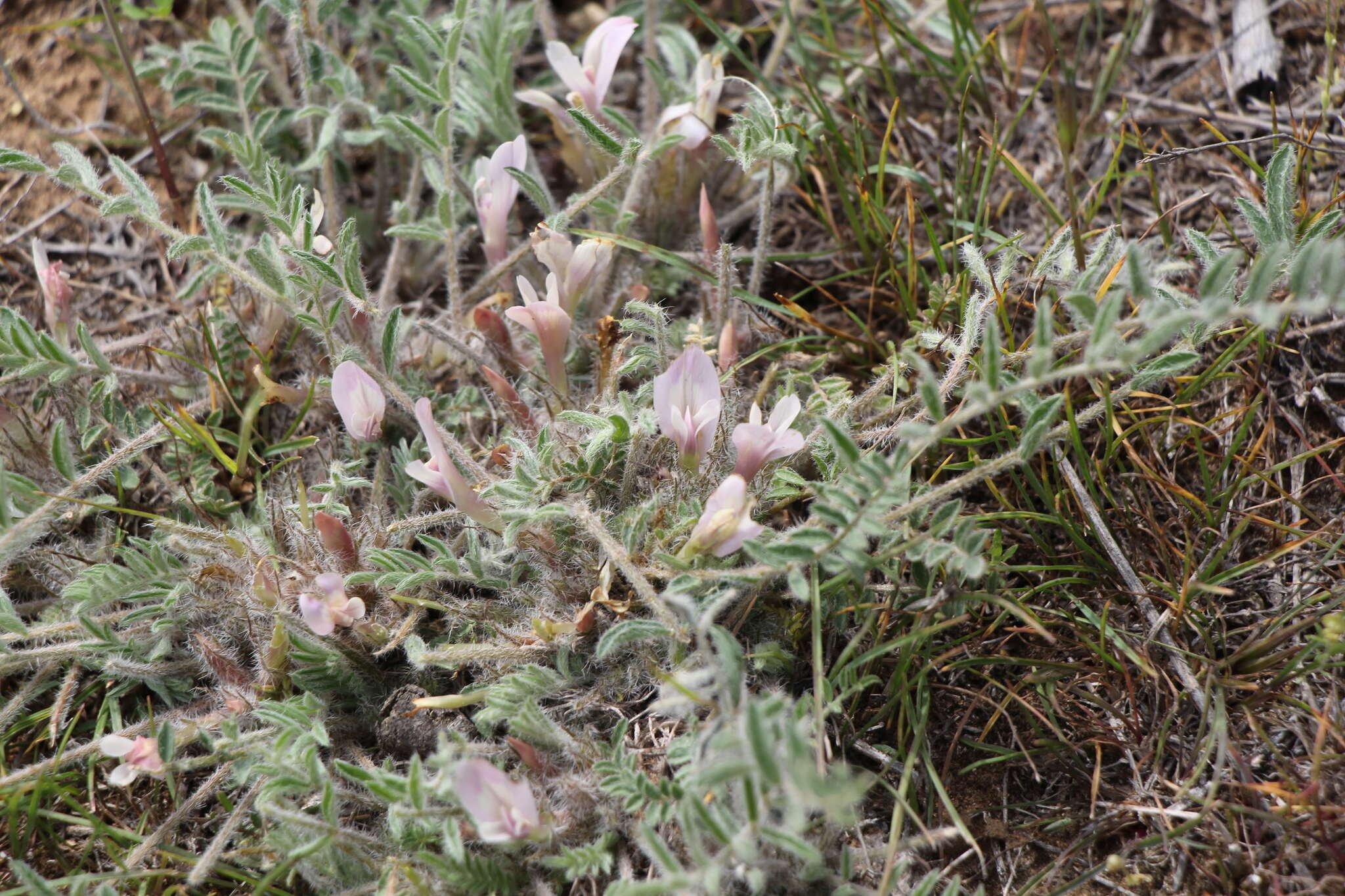 Image of Astragalus dolichophyllus Pall.