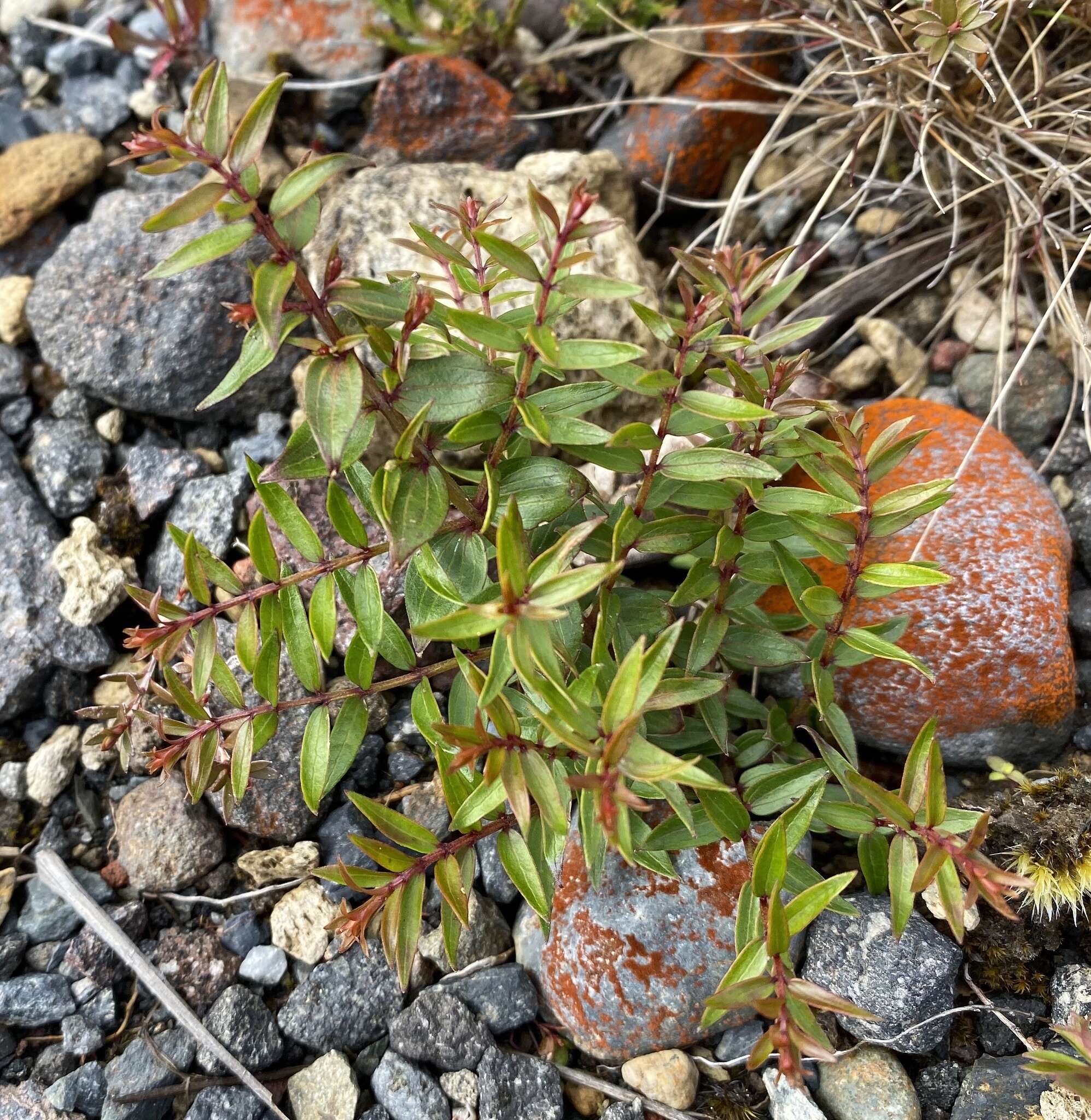 Coriaria pteridoides W. R. B. Oliv. resmi