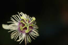 Passiflora lehmannii Mast. resmi