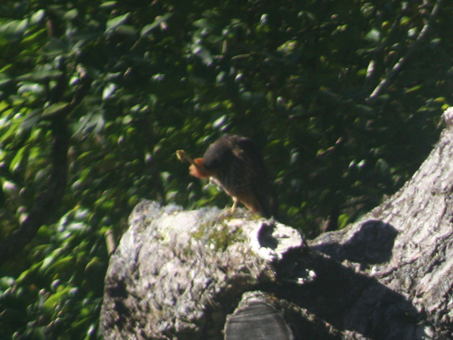 Image of New Zealand Falcon