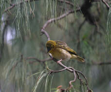 Image de Ploceus cucullatus abyssinicus (Gmelin & JF 1789)