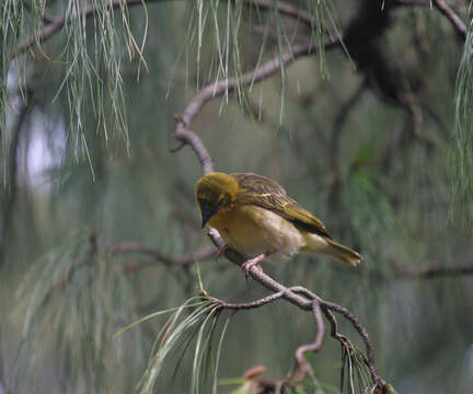 Image of Ploceus cucullatus abyssinicus (Gmelin & JF 1789)