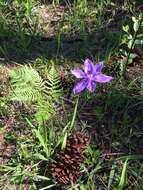 Imagem de Salpingostylis caelestina (W. Bartram) Small