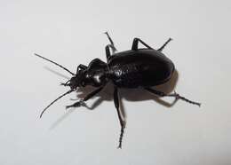 Imagem de Calosoma (Carabosoma) marginale Casey 1897