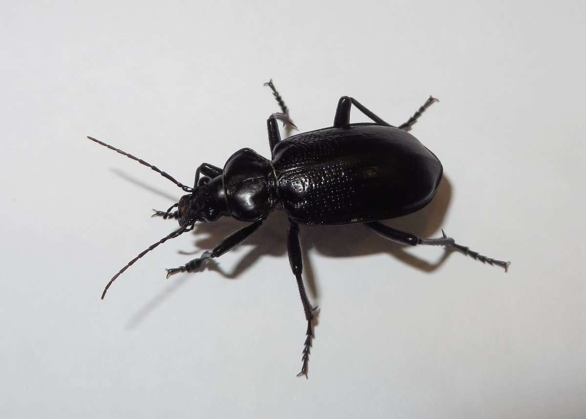 Слика од Calosoma (Carabosoma) marginale Casey 1897