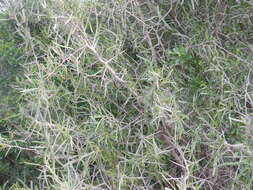 Image of Gymnosporia linearis subsp. linearis