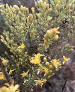 Image of Palmer's rabbitbrush