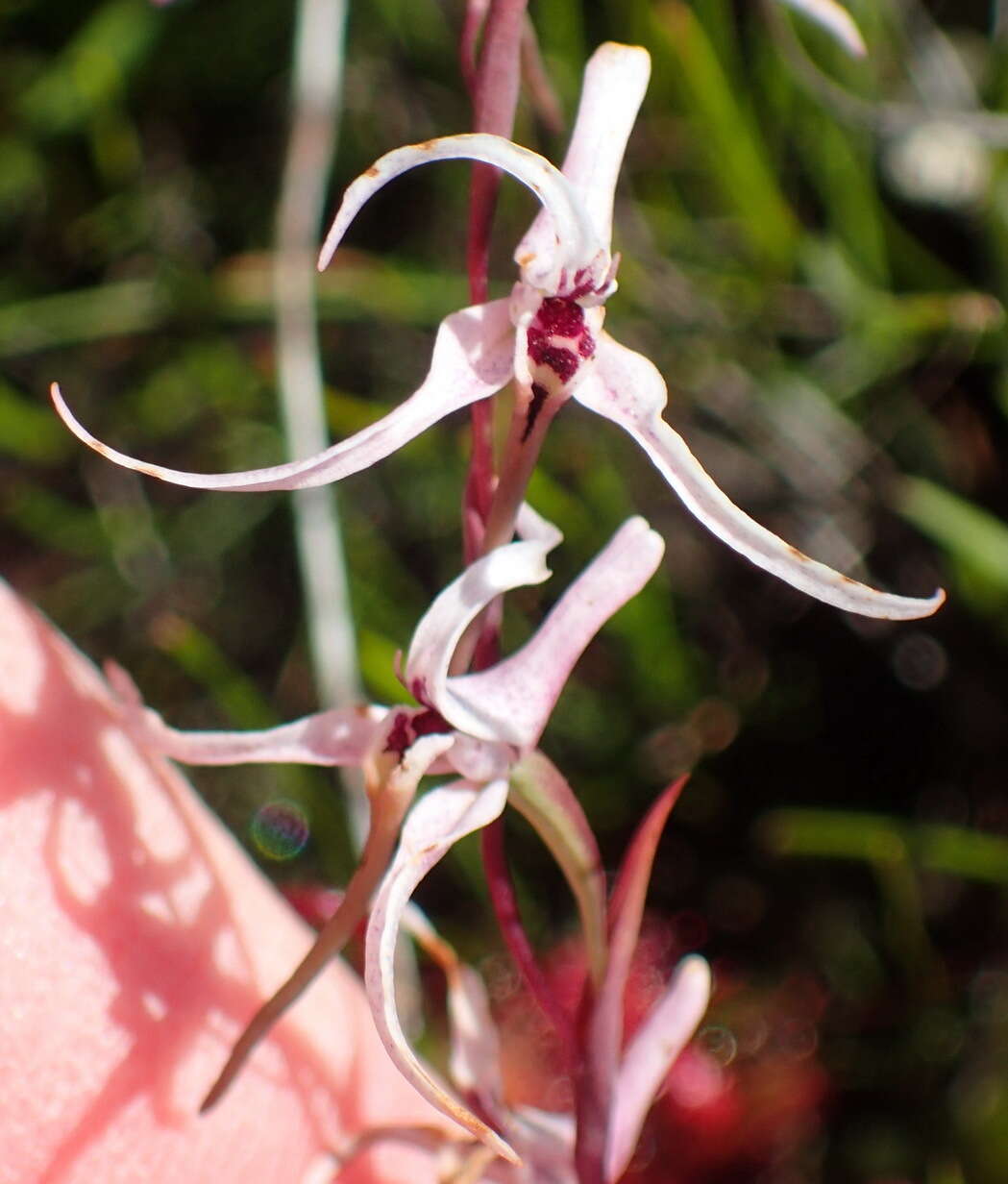 Image de Disa biflora (L.) Druce