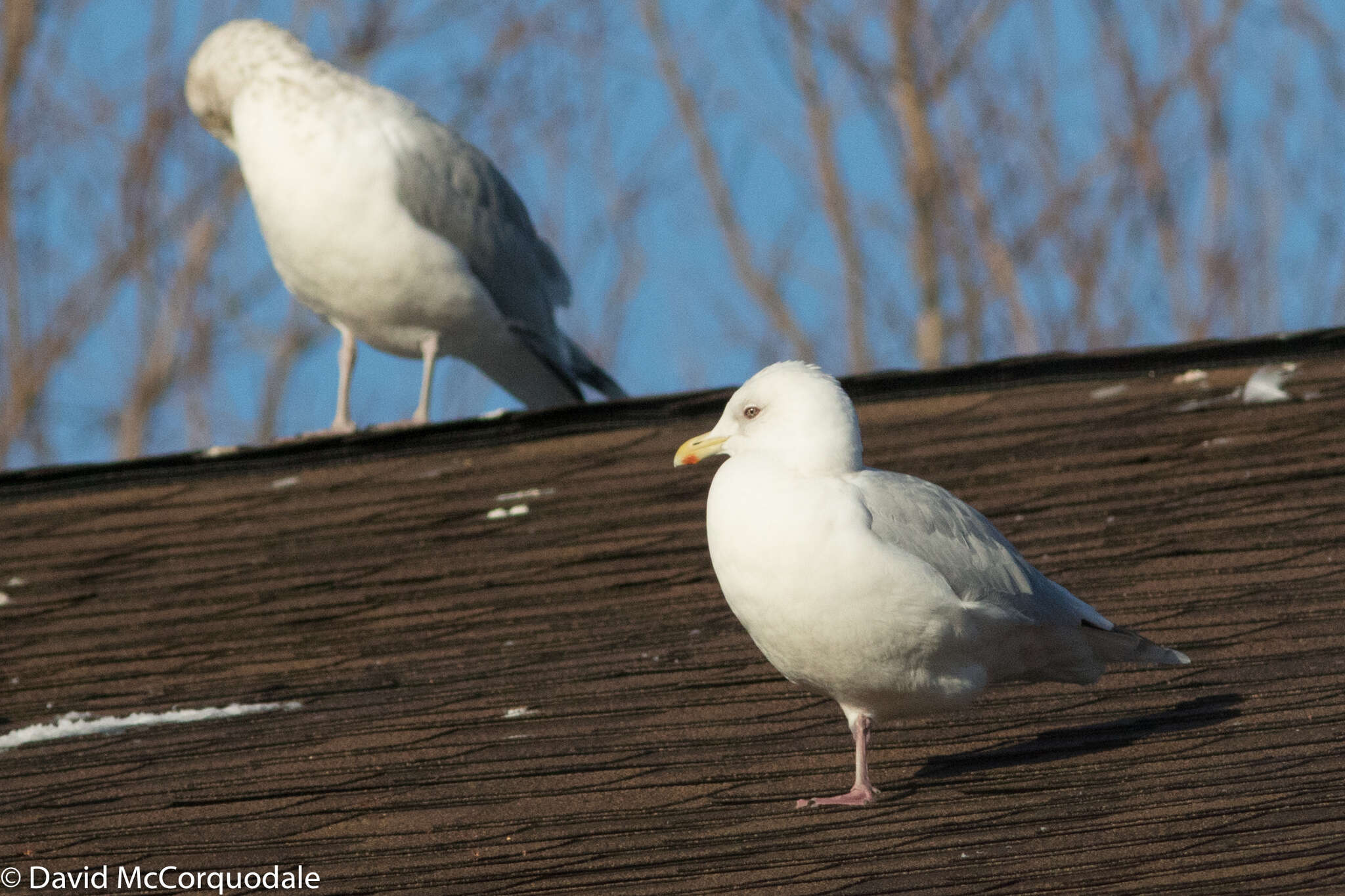 Image de Larus glaucoides kumlieni Brewster 1883