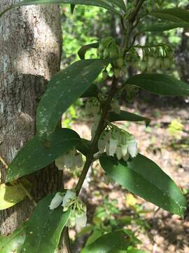 Image of Florida hobblebush