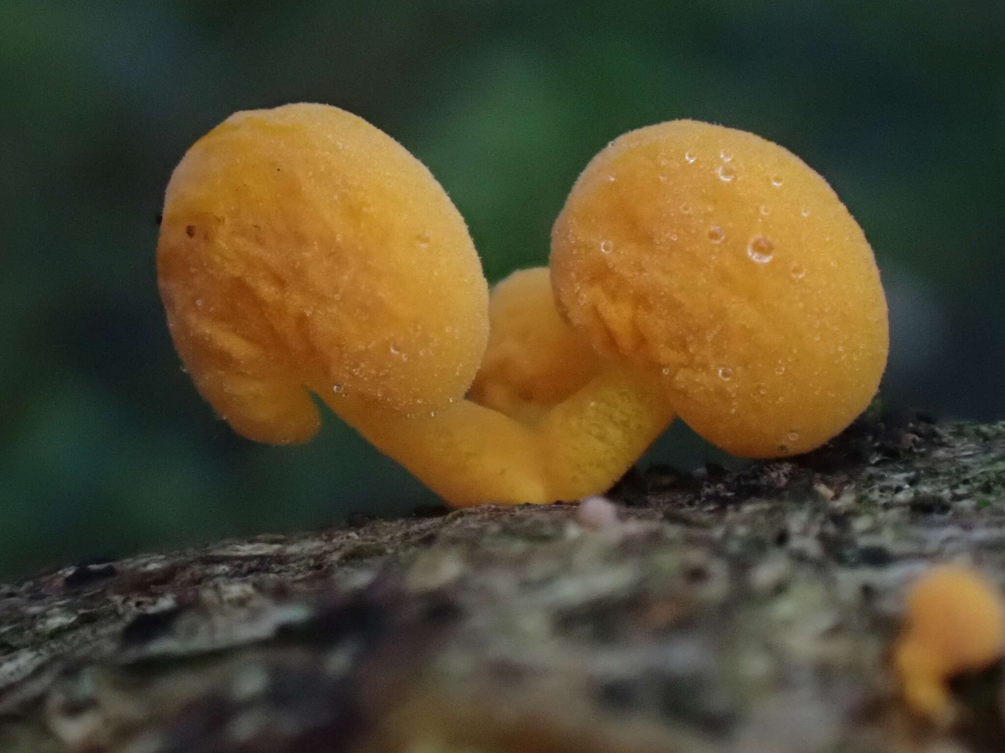 Image of orange pore fungus