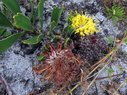 Image de Leucospermum hypophyllocarpodendron subsp. hypophyllocarpodendron