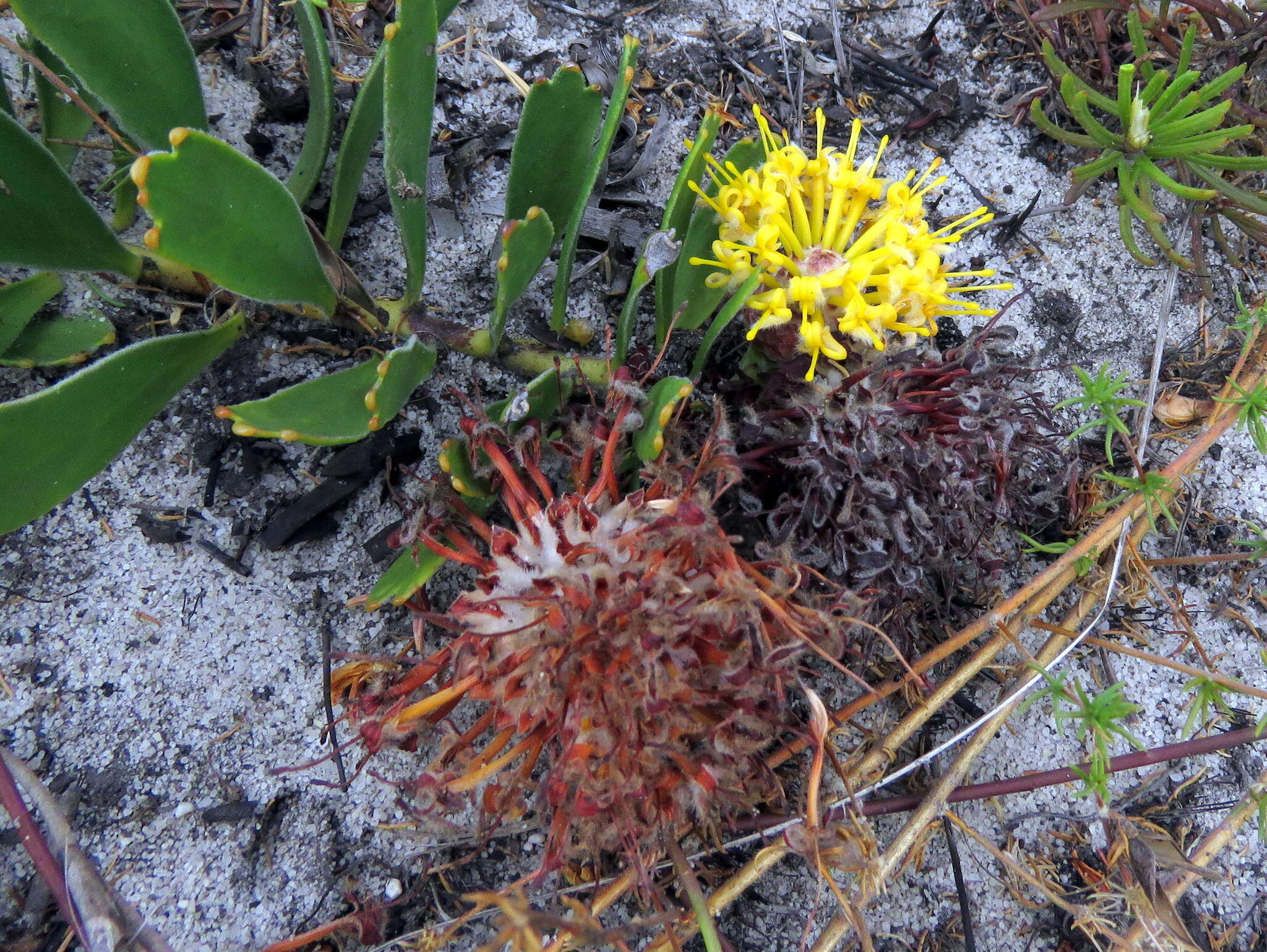 Image de Leucospermum hypophyllocarpodendron subsp. hypophyllocarpodendron