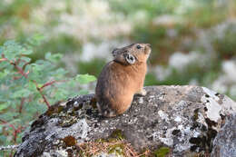 Image of Northern Pika