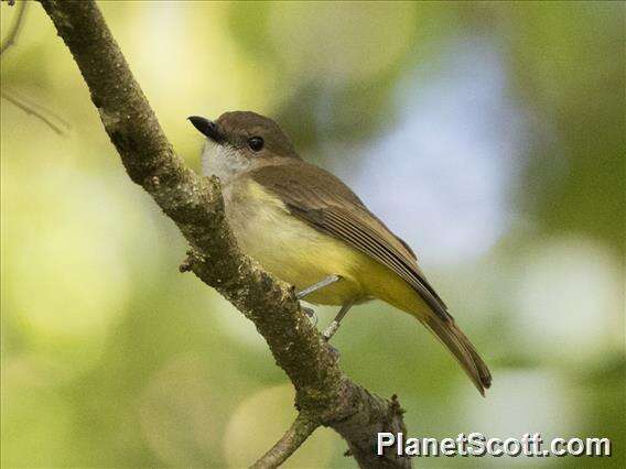 Image of Sulphur-bellied Whistler