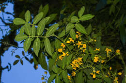 Image of Solanum juglandifolium Humb. & Bonpl. ex Dun.