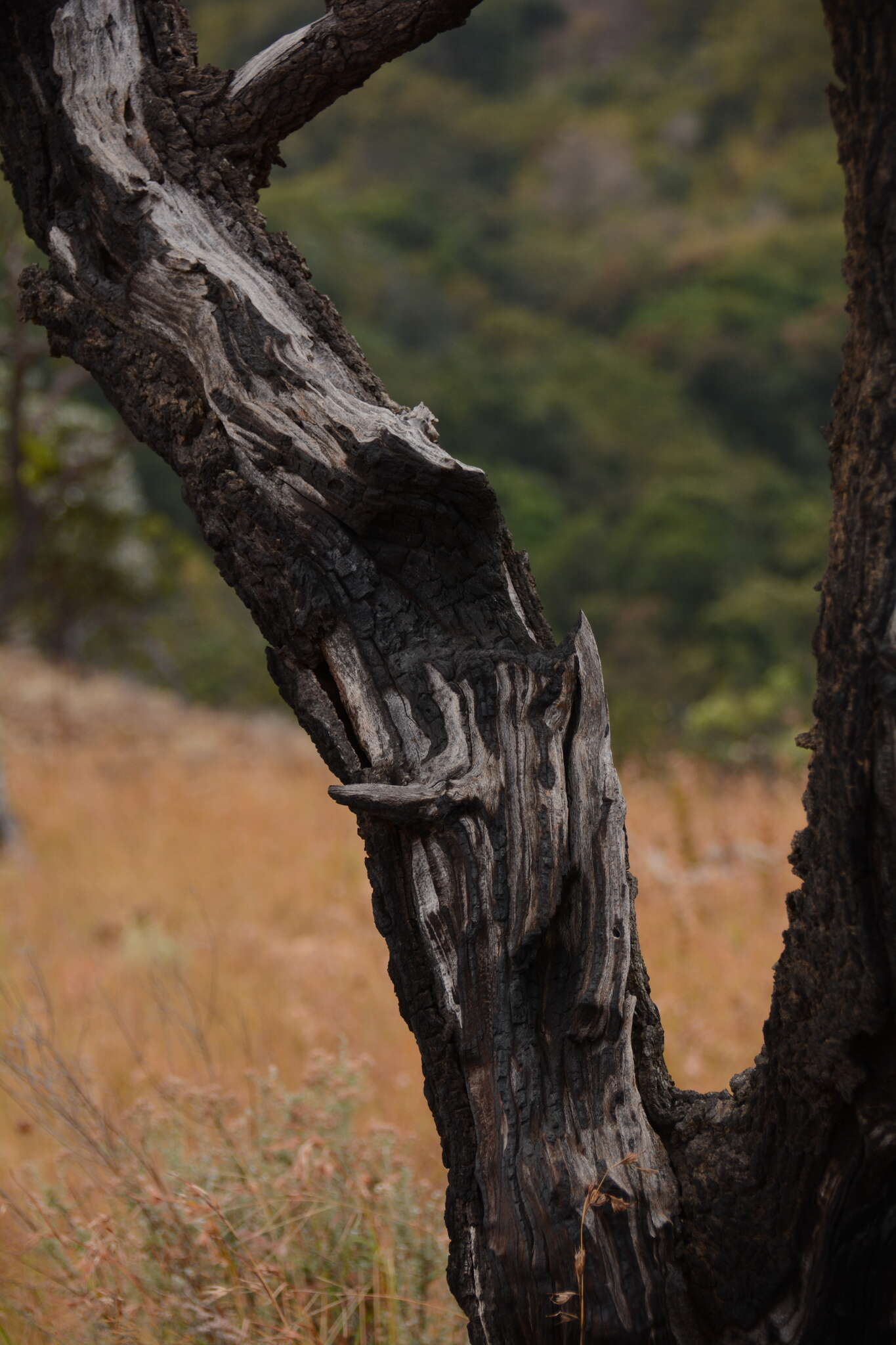 Plancia ëd Protea comptonii Beard