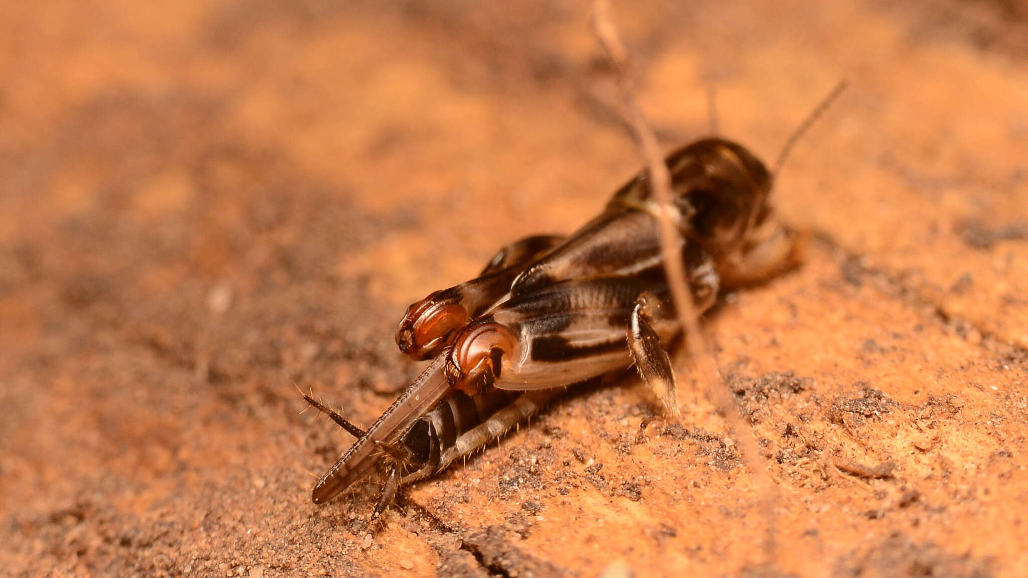 Image of Larger Pygmy Mole Grasshopper