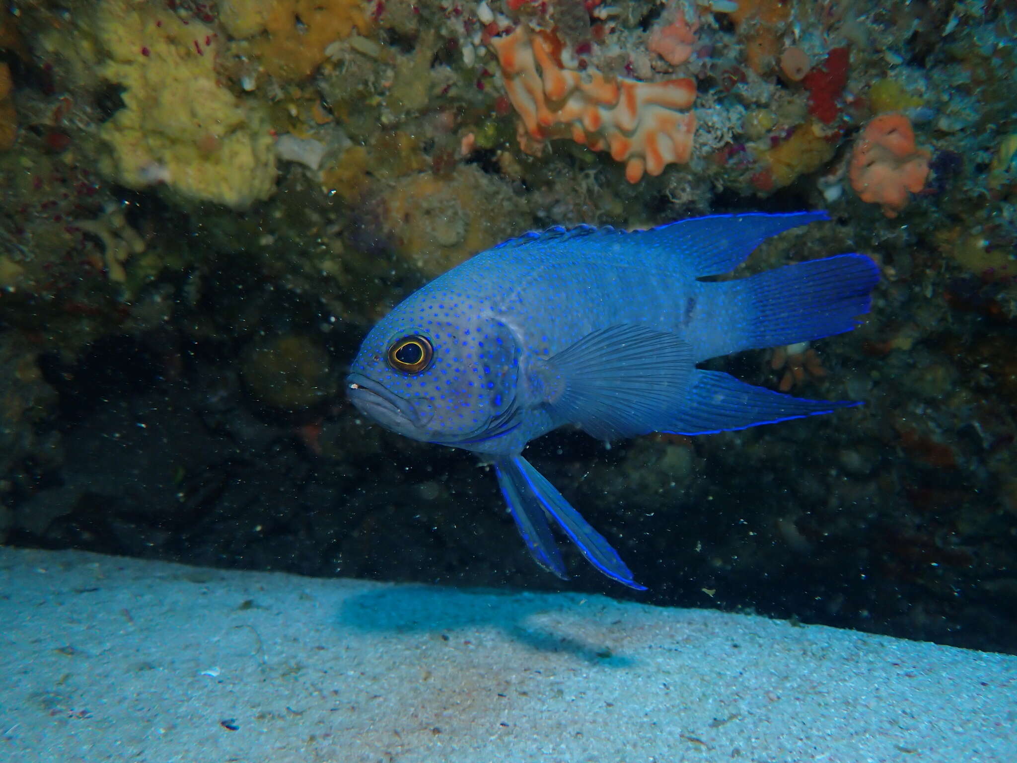 Paraplesiops meleagris (Peters 1869) resmi