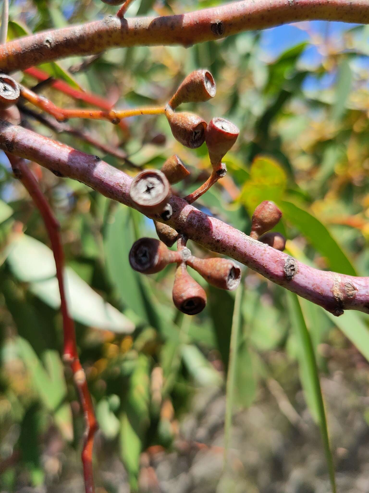 Imagem de Eucalyptus sieberi L. A. S. Johnson