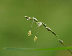 Imagem de Ehrharta juncea (R. Br.) Spreng.