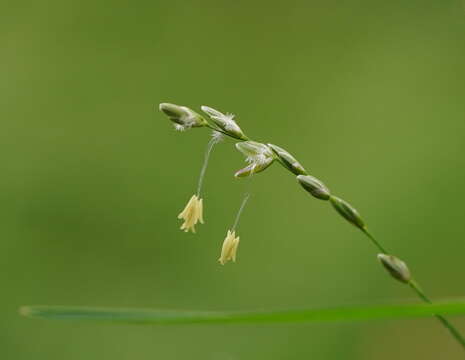 Imagem de Ehrharta juncea (R. Br.) Spreng.