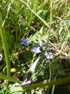 Image of Pygmy Gentian